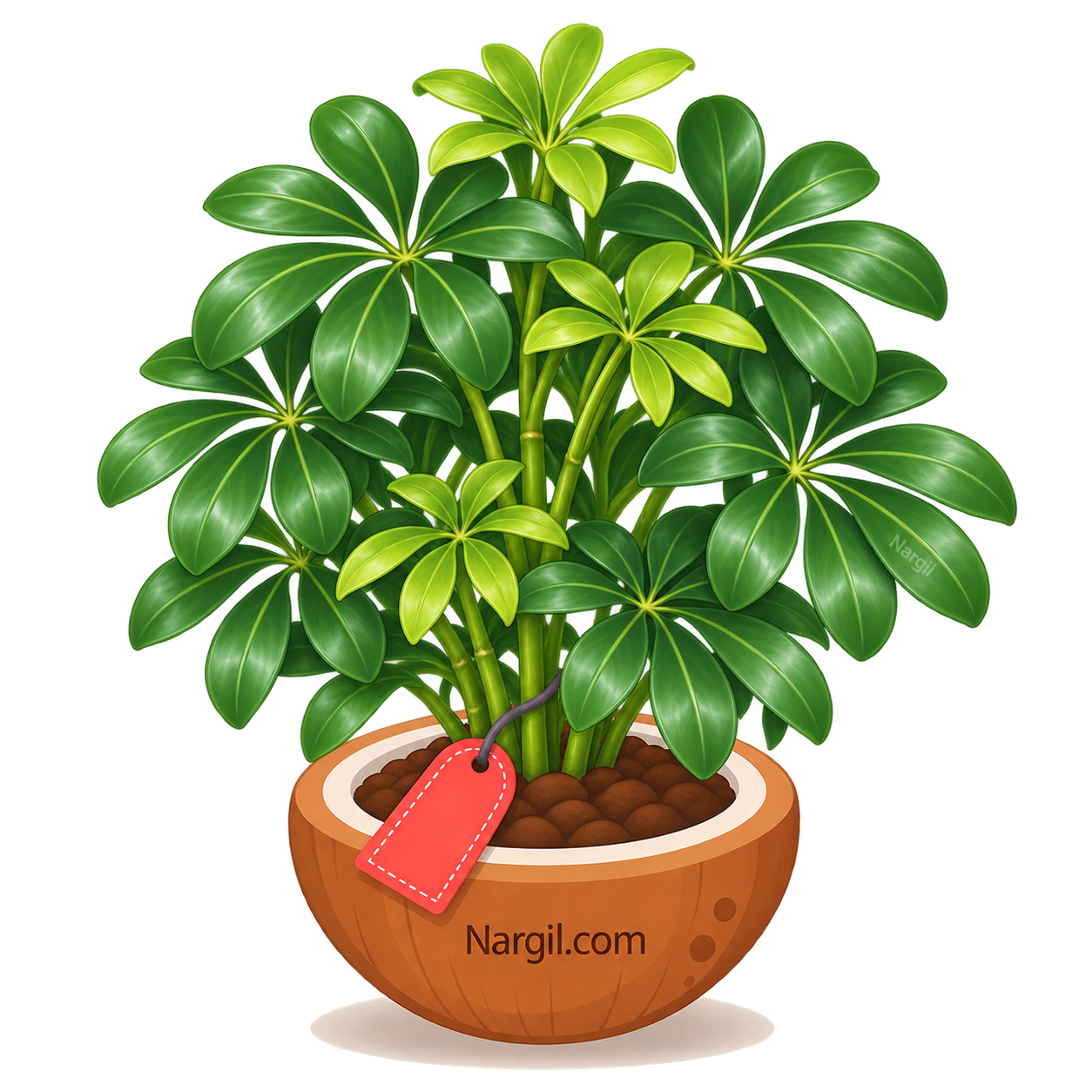 Nargil_Schefflera Arboricola